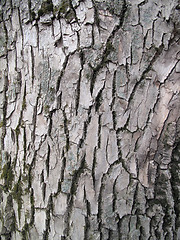 Image showing bark texture