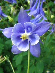 Image showing Blue aquilegia