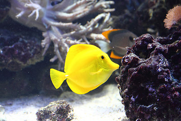 Image showing exotic fish