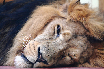Image showing lion head 