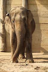 Image showing elephant 