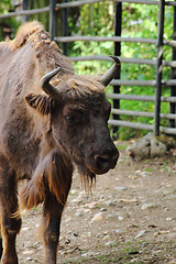 Image showing bison 