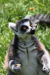 Image showing lemur monkey