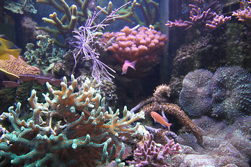 Image showing aquarium background