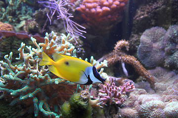 Image showing exotic fish