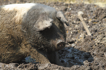 Image showing farm pig