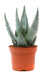 Image showing aloe vera