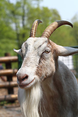 Image showing brown head of goat 