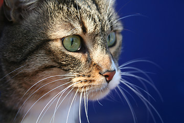 Image showing cat