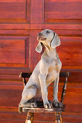 Image showing weimaraner dog