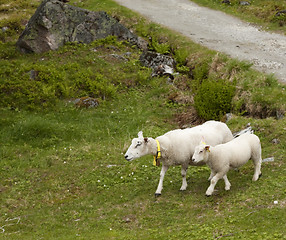 Image showing Ewe and lamb