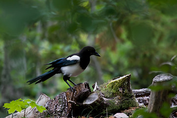 Image showing Magpie