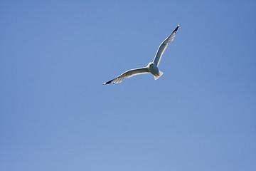 Image showing Flying seagull