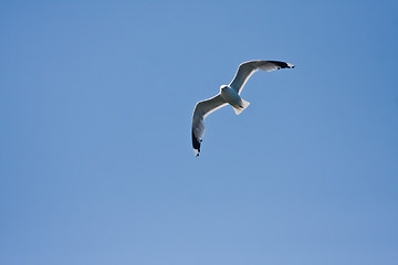 Image showing Sea gull in air