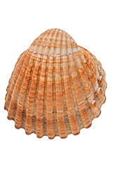 Image showing Sea conch 