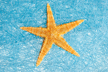 Image showing Sea star