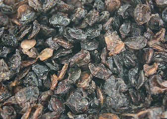 Image showing Dried snowball berries