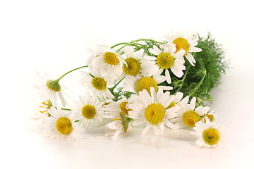 Image showing fresh camomile flowers