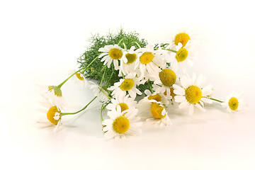 Image showing fresh camomile flowers