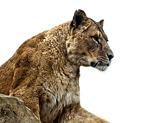 Image showing Lioness