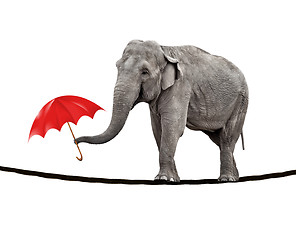 Image showing Tightrope walking elephant
