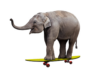 Image showing Skateboarding elephant