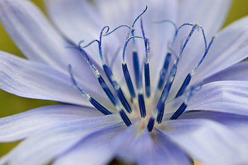 Image showing Blue flower close-up