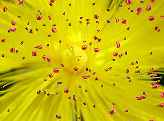 Image showing Hypericum (St. Johns Wort)