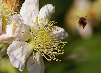 Image showing Bee leaving flower