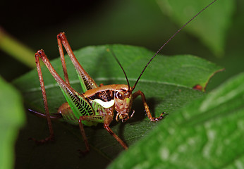 Image showing Katydid (Tettigoniidae)