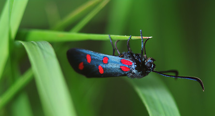 Image showing Six-spot Burnet (Zygaena filipendulae)