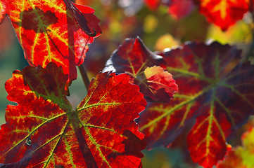 Image showing Leaves of Vine