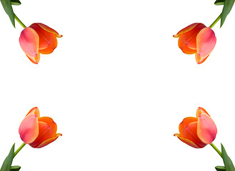 Image showing Greeting card with tulips in the corners