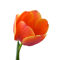 Image showing Tulip bud