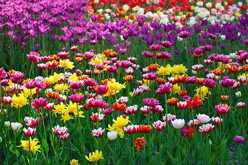 Image showing Multicolor tulips