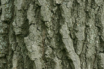 Image showing Tree Bark