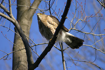 Image showing Coopers Hawk 2