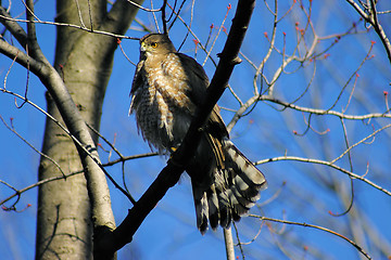 Image showing Coopers Hawk 1