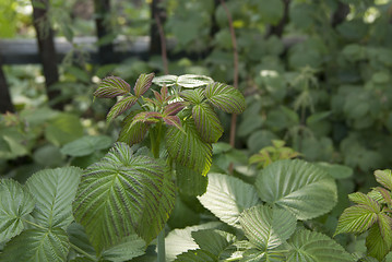 Image showing A raspberry bush