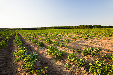 Image showing Potato field