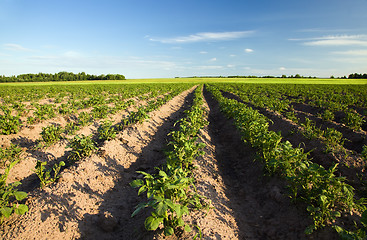 Image showing Potato field