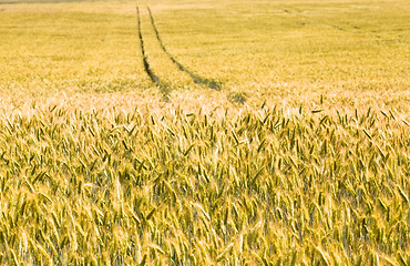 Image showing Yellow wheat 