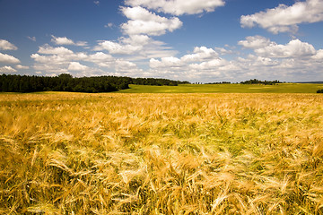 Image showing Field with oats