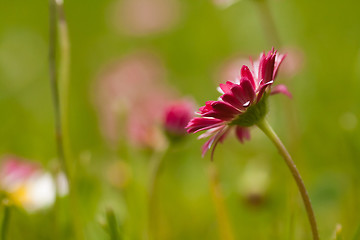 Image showing bellis perennis