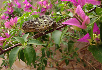 Image showing chameleon