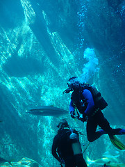 Image showing diver
