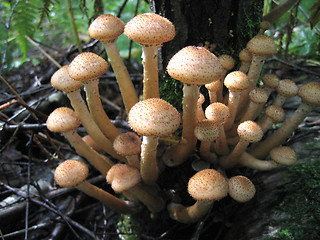 Image showing honey mushrooms growing at tree