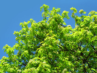 Image showing green tree on a blue sky background
