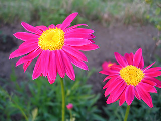 Image showing beautiful pink flowers