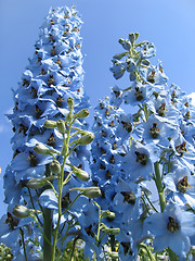 Image showing beautiful delphinium flowers